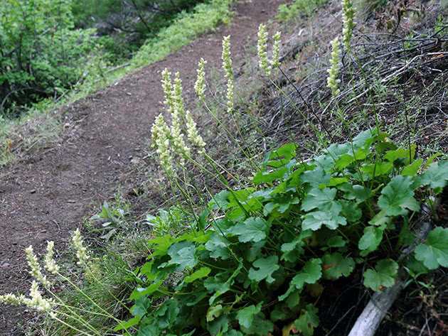Гейхера цилиндрическая / Heuchera cylindrica