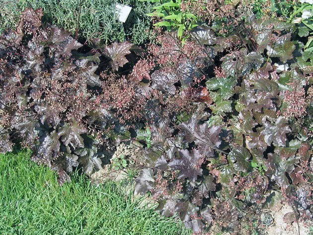 Гейхера мелкоцветковая / Heuchera micrantha