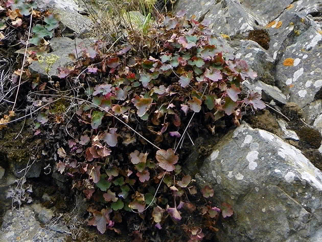Гейхера агрусолиста / Heuchera grossulariifolia