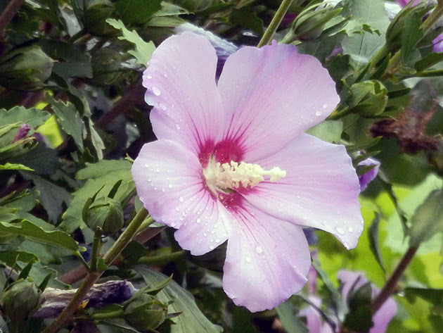 Гибискус сирийский / Hibiscus syriacus