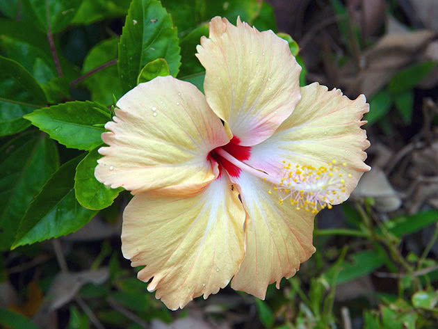 Гибискус гибридный / Hibiscus hybrida