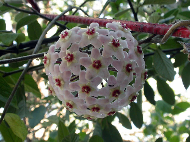 Хойя мясистая, или хойя восковая / Hoya carnosa