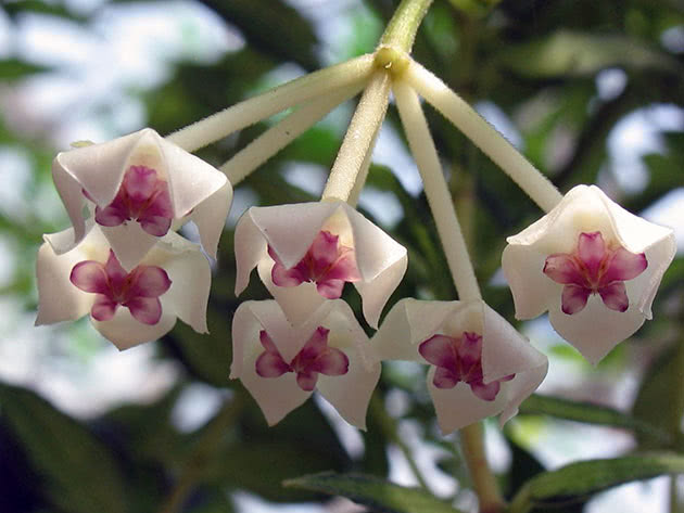 Хойя прекрасная / Hoya bella