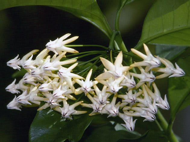 Хойя мультифлора, или многоцветковая / Hoya multiflora