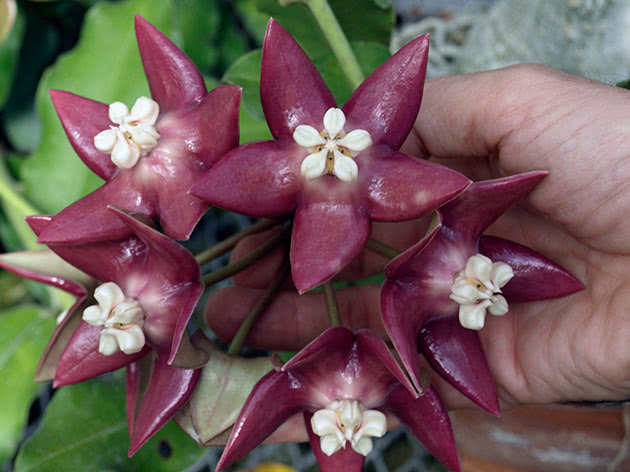 Хойя величественная / Hoya imperialis