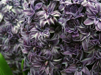 Hyacinth flowers