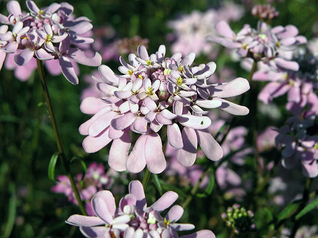 Иберис зонтичный / Iberis umbellata