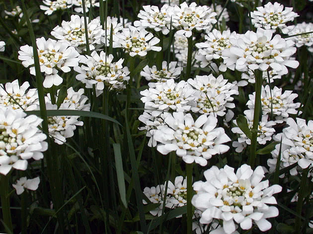 Иберис вечнозеленый / Iberis sempervirens
