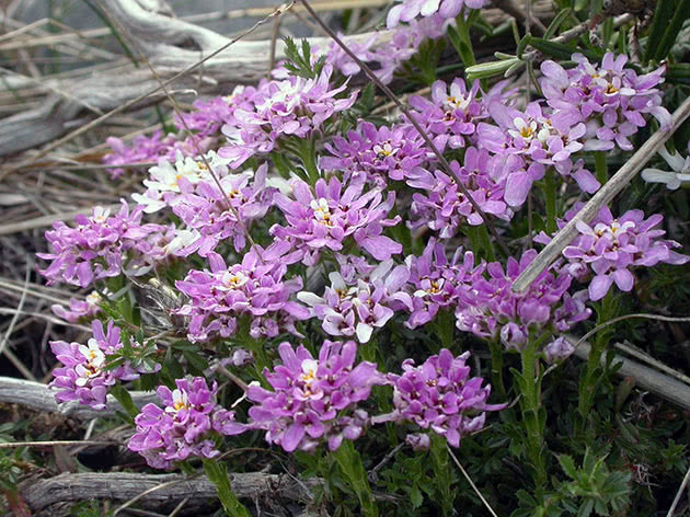 Иберис скалистый / Iberis saxatilis