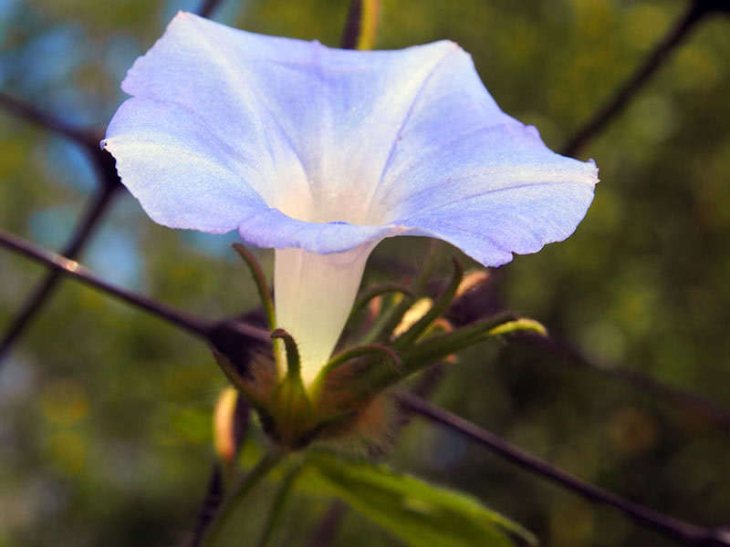 Ипомея плющевидная (Ipomoea hederacea)