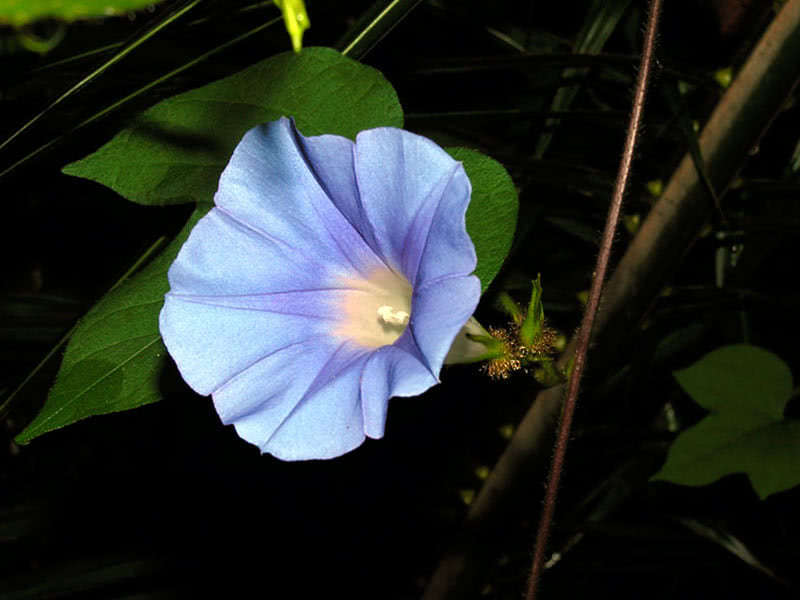 Ипомея Нил (Ipomoea nil, Ipomoea Іmperialis)