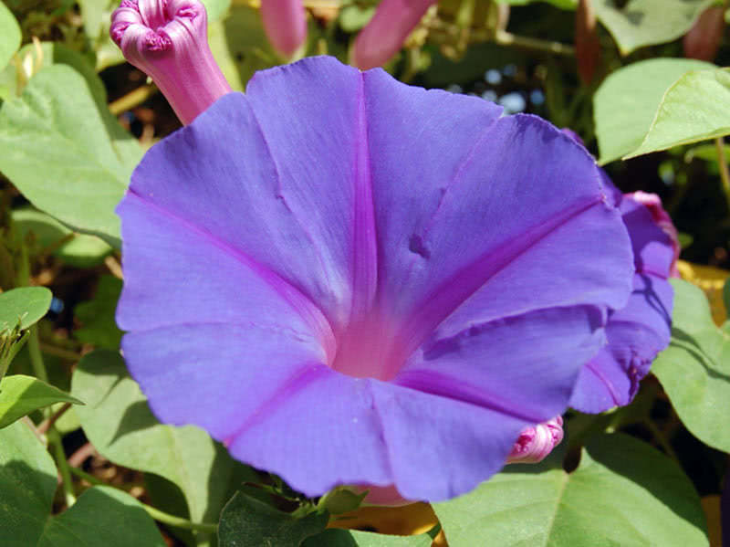 Ипомея пурпурная (Ipomoea purpurea)
