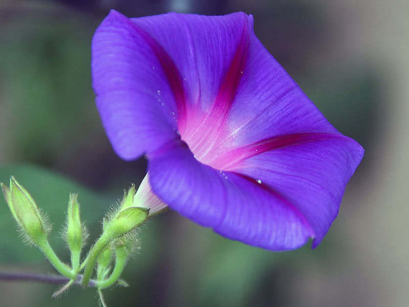 Ипомея трехцветная (Ipomoea tricolor)