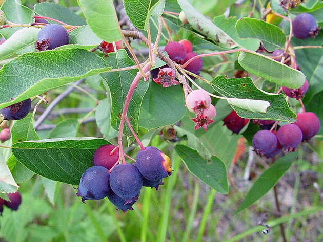 Ирга колосистая / Amelanchier spicata
