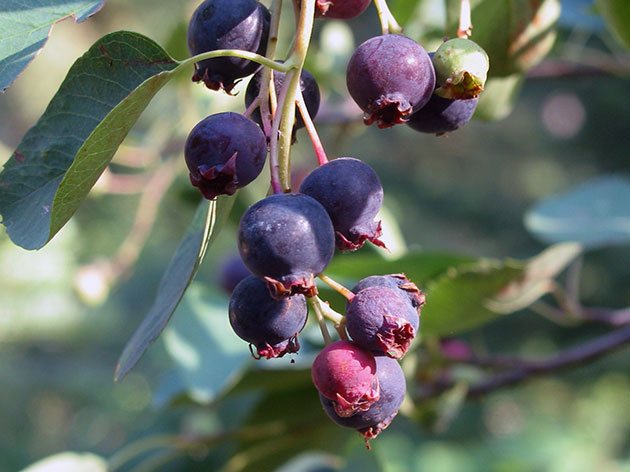 Ирга ольхолистная / Amelanchier alnifolia