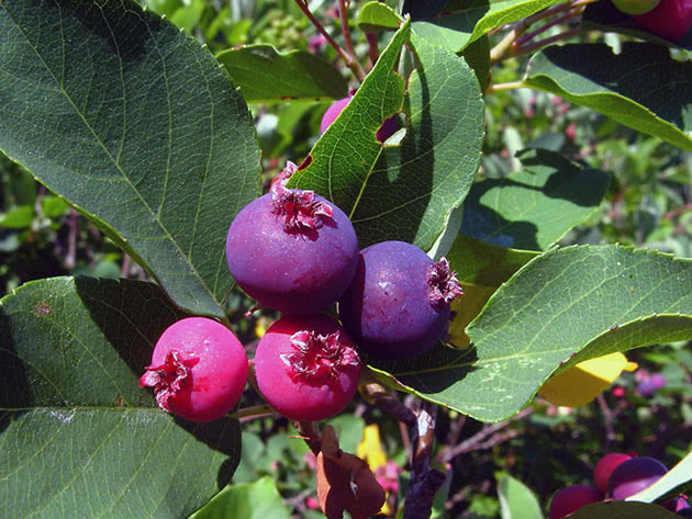 Ирга канадская / Amelanchier canadensis