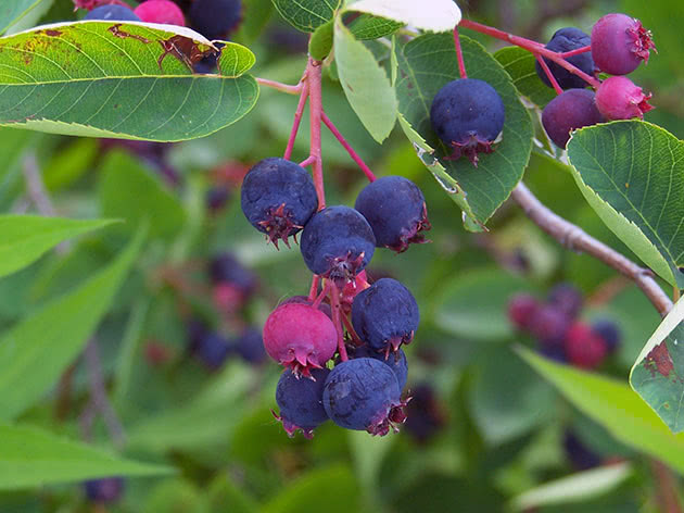 Ирга Ламарка / Amelanchier lamarckii