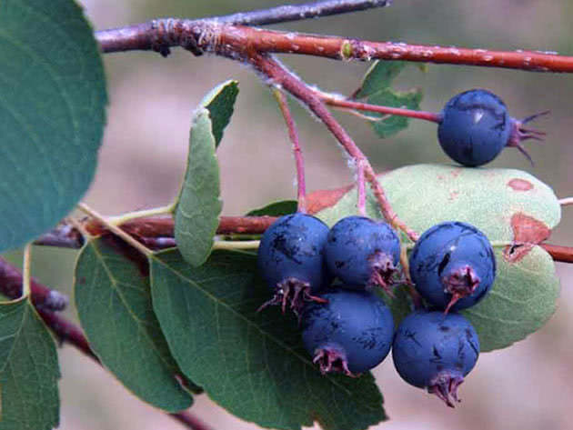 Ирга овальная, или обыкновенная / Amelanchier ovalis