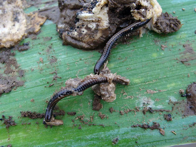 Pests of irises