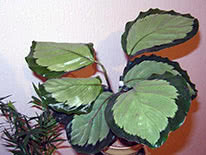 Калатея