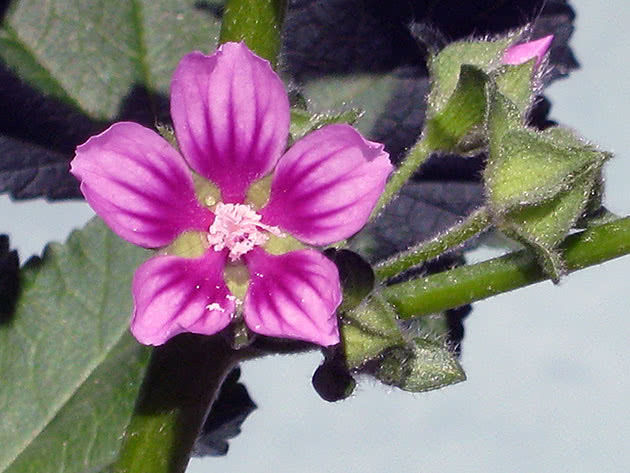 Лаватера мавританская / Lavatera mauritanica