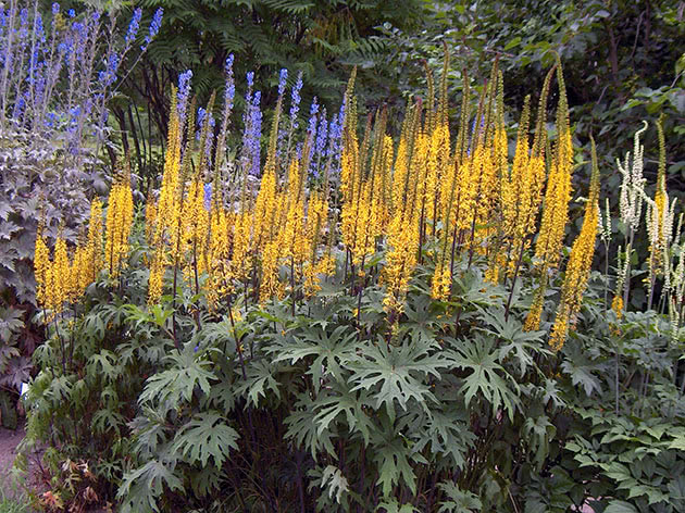 Бузульник Пржевальского / Ligularia przewalskii