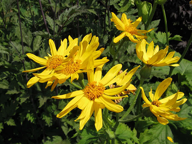 Бузульник зубчатый / Ligularia dentata