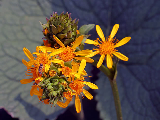 Бузульник сибирский / Ligularia sibirica