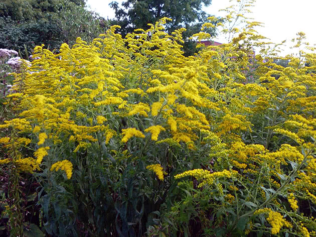 Бузульник узколистный / Ligularia stenocephala