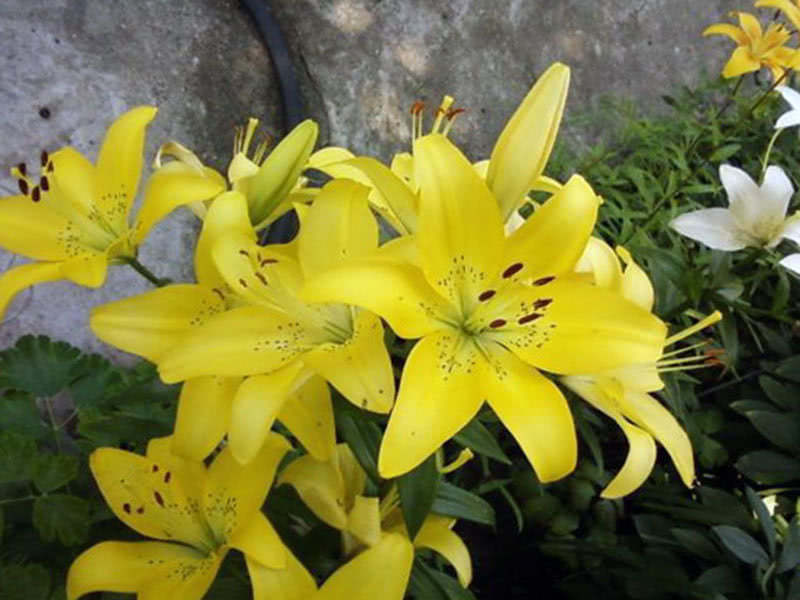 Лилия азиатская Аделина