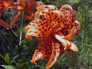 Asiatic lily Flore Pleno