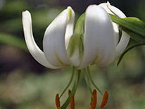 Martagon lily Album
