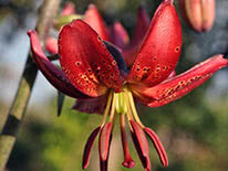 Martagon lily Manitoba Fox