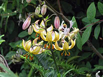 Martagon lily Mrs. R.O. Backhouse