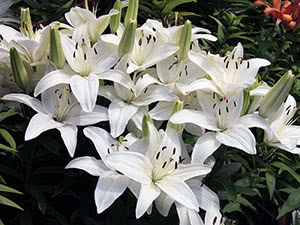 Candidum hybrids Apollo