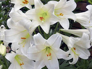 Easter lily hybrids (lilium longiflorum) White Haven