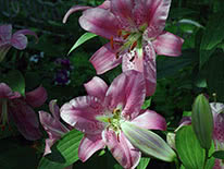 Oriental lily Ascari