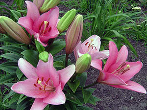 LA lily hybrids Brindisi