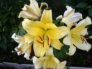 OT lily hybrid Big Brother