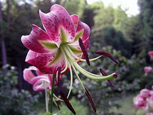 OT lily hybrid Black Beauty