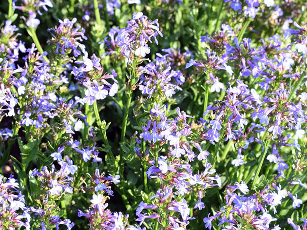 Лобелия сильная / Lobelia valida