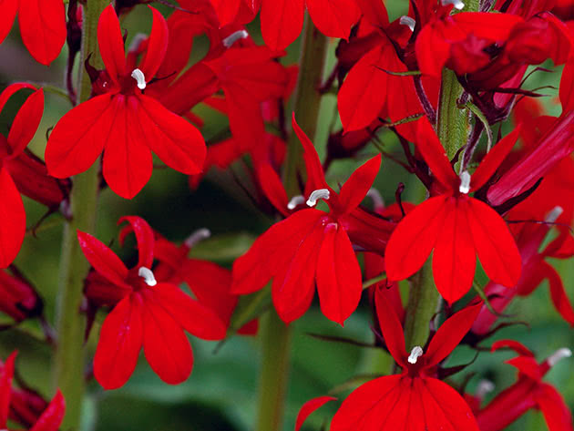 Лобелия прекрасная / Lobelia speciosa