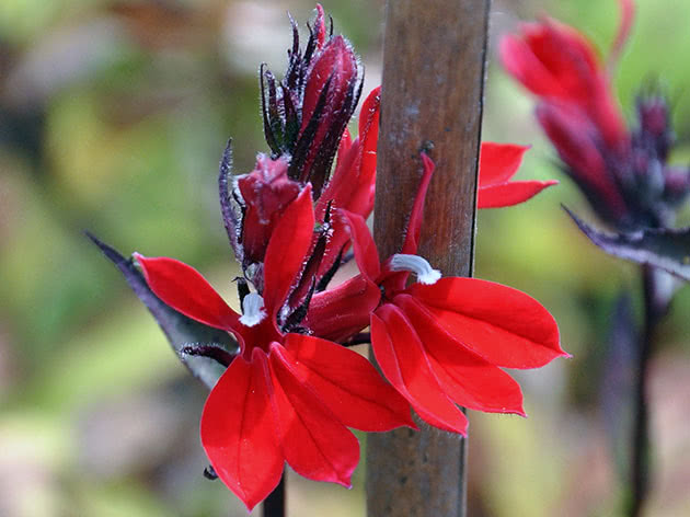 Лобелия блестящая или огненная / Lobelia fulgens