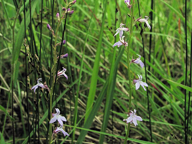 Лобелия Дортмана / Lobelia dortmanna