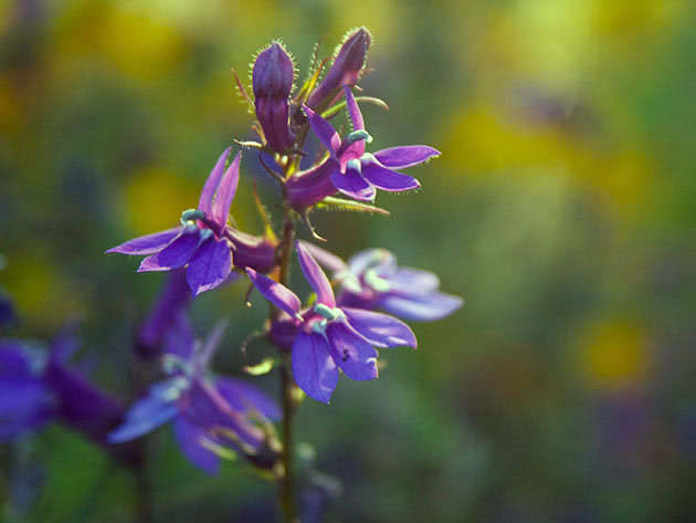 Лобелия Герарди / Lobelia gerardii