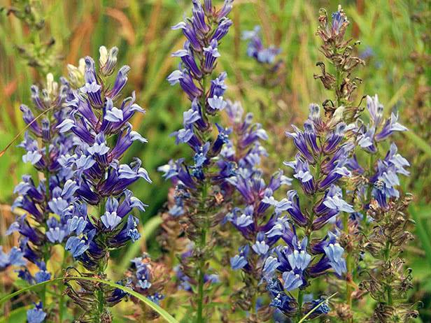 Лобелия синяя (сифилитика) / Lobelia siphilitica