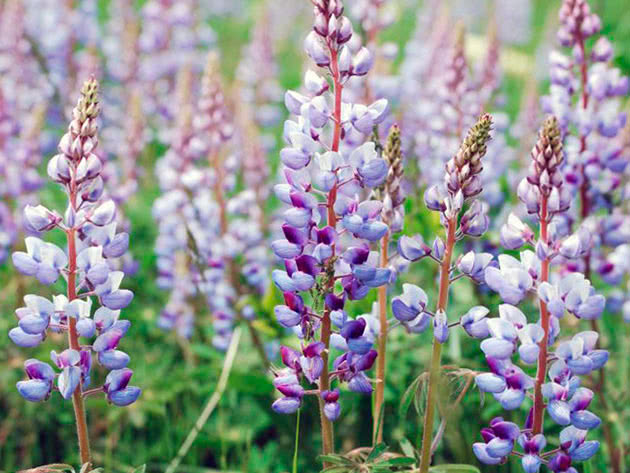 Lupines