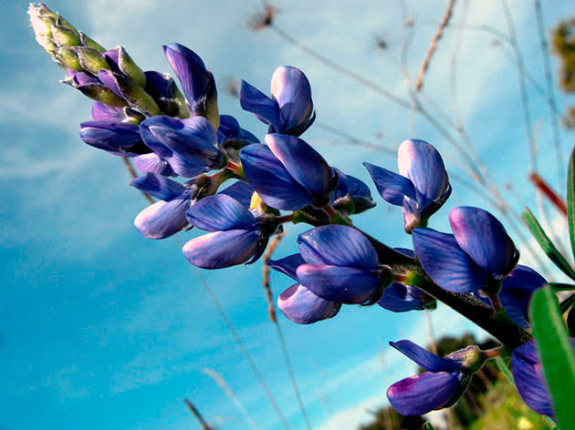 Люпин узколистный или синий / Lupinus angustifolius