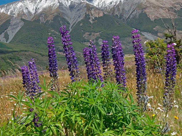 Люпин многолистный / Lupinus polyphyllus