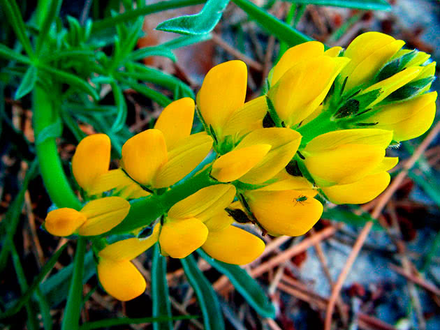 Люпин желтый / Lupinus luteus